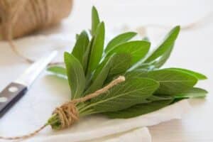 What is Salvia